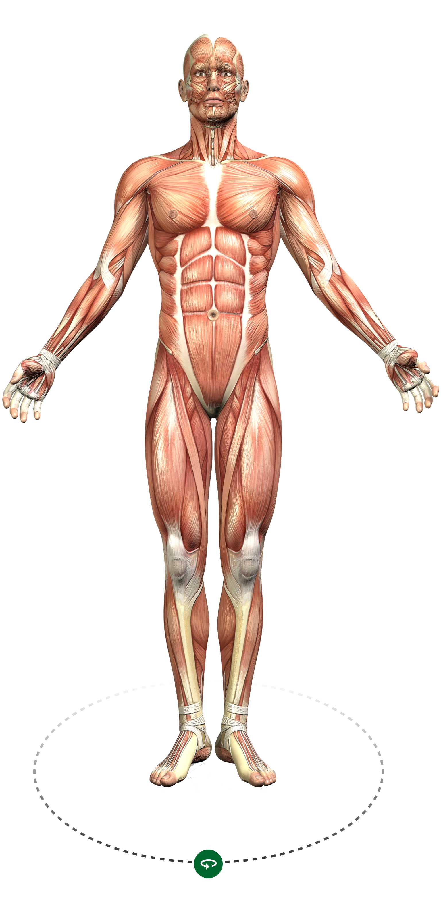 BodyMappr